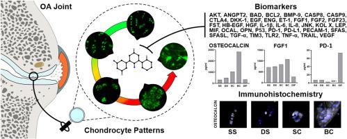 Biomarkers for hypertrophic chondrocyte differentiation are associated with spatial cellular organisation and suggest endochondral ossification-like processes in osteoarthritic cartilage: An exploratory study