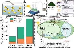 An assessment of the autotrophic/heterotrophic synergism in microalgae under mixotrophic mode and its contribution in high-rate phosphate recovery from wastewater