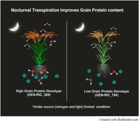 Rice night-time thirst: Genotype nutrient needs reflected in nocturnal transpiration