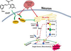 J147 treatment protects against traumatic brain injury by inhibiting neuronal endoplasmic reticulum stress potentially via the AMPK/SREBP-1 pathway