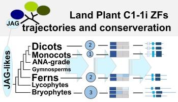 A land plant phylogenetic framework for GLABROUS INFLORESCENCE STEMS (GIS), SUPERMAN, JAGGED and allies plus their TOPLESS co-repressor