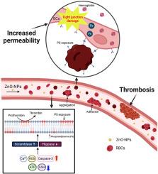 Promoted coagulant activity and disrupted blood-brain barrier depending on phosphatidylserine externalization of red blood cells exposed to ZnO nanoparticles