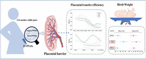 Transplacental transfer of perfluorinated and poly-fluorinated substances in maternal-cord serum and association with birth weight: A birth cohort study, China