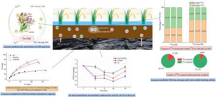 In-situ induced formation of Fe-OM association in soil: Theory and practice of remediation of cadmium contaminated paddy fields in high cadmium geological background areas