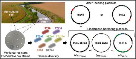 Convergence of mcr-1 and broad-spectrum β-lactamase genes in Escherichia coli strains from the environmental sector