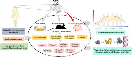 Molecular mechanisms of silver nanoparticle-induced neurotoxic injury and new perspectives for its neurotoxicity studies: A critical review