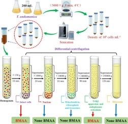 Subcellular distribution of the β-N-methylamino-L-alanine-containing proteins in marine diatoms