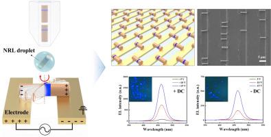 Enhanced horizontal alignment of InGaN/GaN nanorod LEDs via insulator-based dielectrophoresis