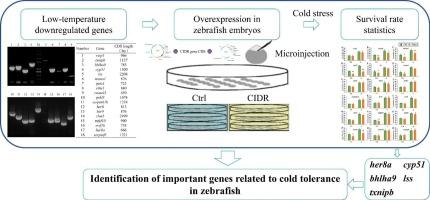 Cloning of down-regulated genes under cold stress and identification of important genes related to cold tolerance in zebrafish (Danio rerio)