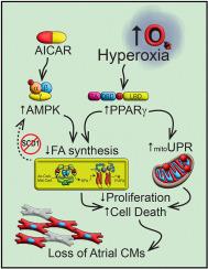 PPARγ drives mitochondrial stress signaling and the loss of atrial cardiomyocytes in newborn mice exposed to hyperoxia