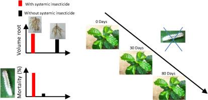 Bioactivator insecticides for Coffeea arabica L. and toxic to Leucoptera coffeella (Lepidoptera: Lyonetiidae)