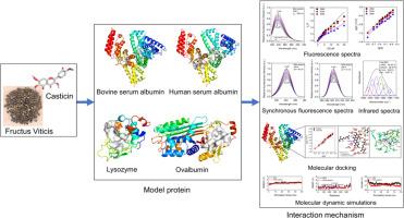 The study on characterization of interaction between casticin and model proteins using spectroscopic and computational methodologies