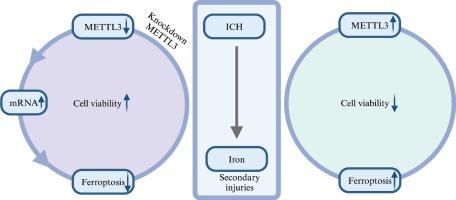 Connecting the dots: Involvement of methyltransferase-like 3, N6-methyladenosine modification, and ferroptosis in the pathogenesis of intracerebral hemorrhage pathogenesis