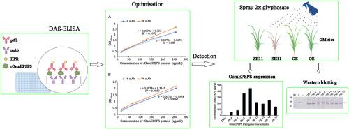 Development of a double-antibody sandwich ELISA for quantification of mutated EPSPS gene expression in rice