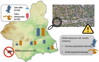 Comparing anticoagulant rodenticide exposure in barn owl (Tyto alba) and common kestrel (Falco tinnunculus): A biomonitoring study in an agricultural region of southeastern Spain