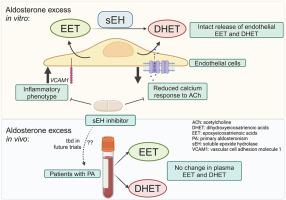 Endothelial epoxyeicosatrienoic acid release is intact in aldosterone excess