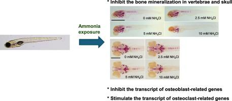 Ammonia exposure impairs bone mineralization in zebrafish (Danio rerio) larvae