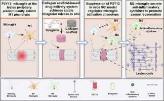 P2Y12-targeted modulation of microglial phenotypes: A novel therapeutic strategy for enhanced axonal regeneration post-spinal cord injury