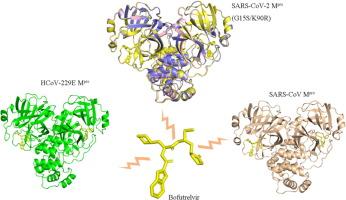 Structural Basis of Main Proteases of Coronavirus Bound to Bofutrelvir