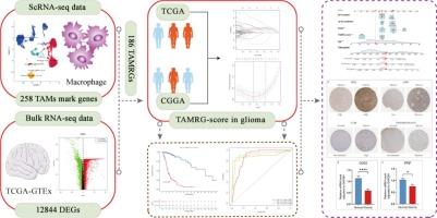 Construction and validation of a TAMRGs prognostic signature for gliomas by integrated analysis of scRNA and bulk RNA sequencing data