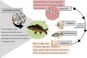 Revealing the hidden threats: Genotoxic effects of microplastics on freshwater fish