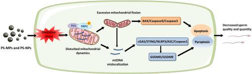 Disturbance of mitochondrial dynamics led to spermatogenesis disorder in mice exposed to polystyrene micro- and nanoplastics