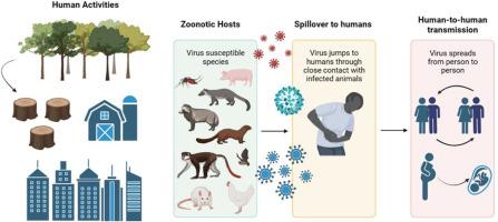 Viral diseases and the environment relationship