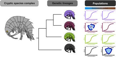 Cryptic species complex shows population-dependent, rather than lineage-dependent tolerance to a neonicotinoid