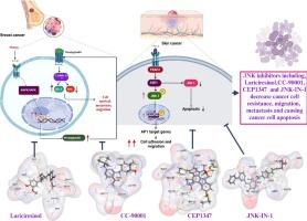 Targeting JNK kinase inhibitors via molecular docking: A promising strategy to address tumorigenesis and drug resistance