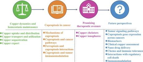 Unveiling Cuproptosis: Mechanistic insights, roles, and leading advances in oncology