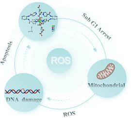 A novel two-dimensional nickel-based complex regulate apoptosis in SKOV3 cells by enhancing reactive oxygen species generation