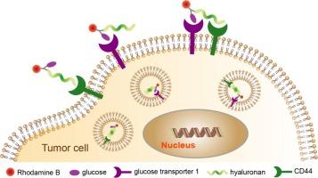 Hyaluronan and Glucose Dual-targeting Probe: Synthesis and Application