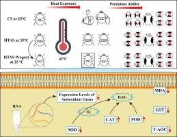 Transgenerational stability of a high temperature-adapted strain of Neoseiulus barkeri Hughes (Acari: Phytoseiidae) and differential expression of antioxidant genes in response to heat stress