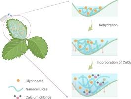 Fostering rehydration and facilitating bioactive release through cellulose-assisted leaf surface treatment