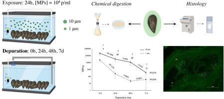 Depuration kinetics and accumulation of microplastics in tissues of mussel Mytilus galloprovincialis