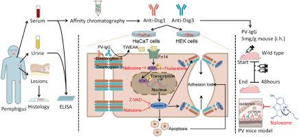 Effect of opioid receptor antagonist on mitigating tumor necrosis factor-like weak inducer of apoptosis (TWEAK)-induced apoptolysis in pemphigus pathogenesis