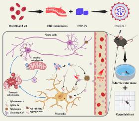 Biofilm-camouflaged Prussian blue synergistic mitochondrial mass enhancement for Alzheimer's disease based on Cu2+ chelation and photothermal therapy