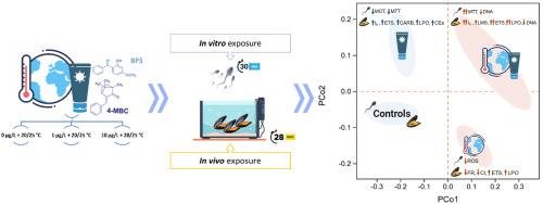 Interplay of UV-filter pollution and temperature rise scenarios on Mytilus galloprovincialis health: Unveiling sperm quality and adult physiology, biochemistry, and histology insights