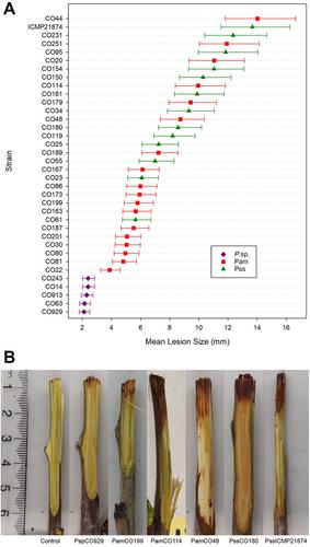 Pathogenicity and Virulence-Associated Factors of Pseudomonas syringae pv. syringae and [P. amygdali pv. morsprunorum] Strains From New Zealand Sweet Cherry (Prunus avium) Orchards