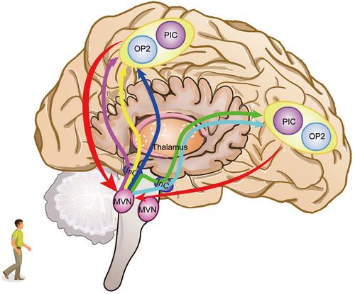 Advanced progress of vestibular compensation in vestibular neural networks