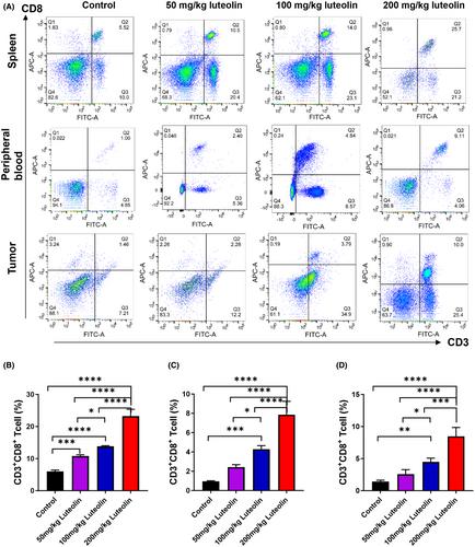 Luteolin exerts anti-tumour immunity in hepatocellular carcinoma by accelerating CD8+ T lymphocyte infiltration