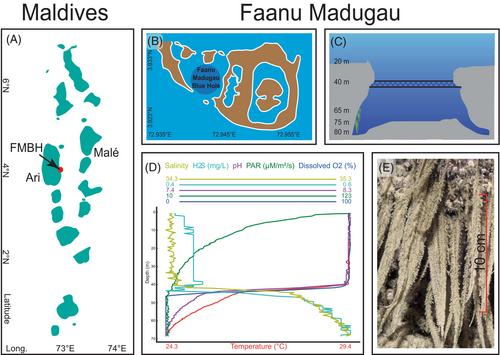 Genome-resolved metagenomics revealed novel microbial taxa with ancient metabolism from macroscopic microbial mat structures inhabiting anoxic deep reefs of a Maldivian Blue Hole