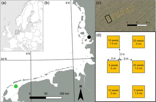 Exploring the Potential of Seed-Based Dwarf Eelgrass (Zostera noltii) Restoration