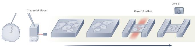 Serial lift-out for in situ structural biology of multicellular specimens