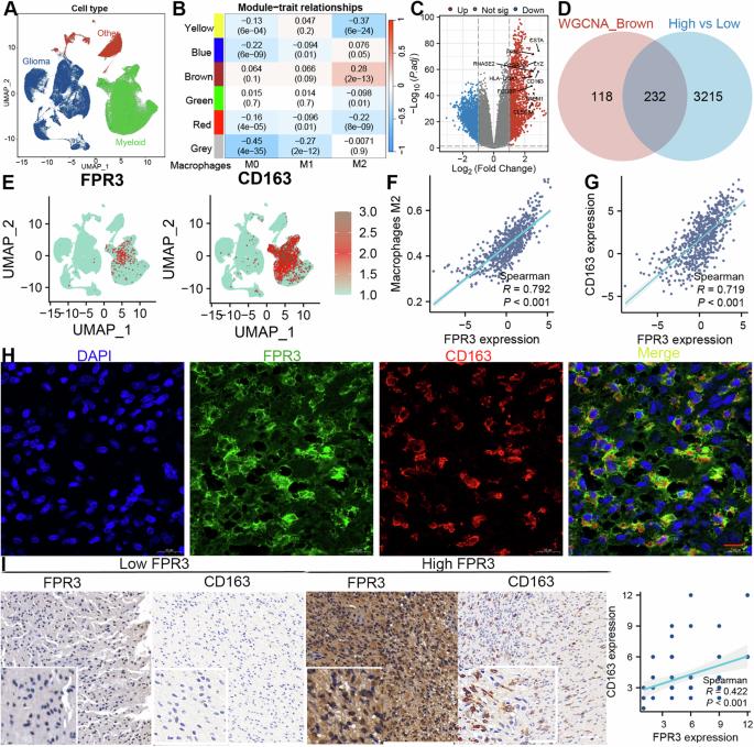 Machine learning algorithms for predicting glioma patient prognosis based on CD163+FPR3+ macrophage signature