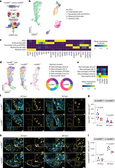 The innate immune regulator MyD88 dampens fibrosis during zebrafish heart regeneration