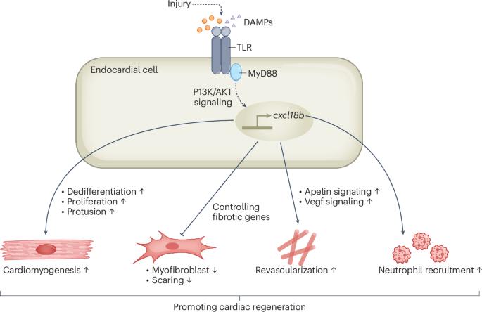 Success in heart regeneration depends on endocardial innate immune signaling