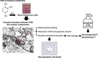 1,2,4-trihydroxybenzene induces non-apoptotic cell death via the structural damage of intracellular organelles