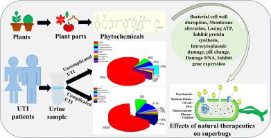 Harnessing the power of natural products against bacterial urinary tract infections: A perspective review for cultivating solutions