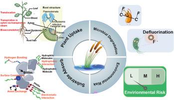 A review of per- and polyfluoroalkyl substances (PFASs) removal in constructed wetlands: Mechanisms, enhancing strategies and environmental risks